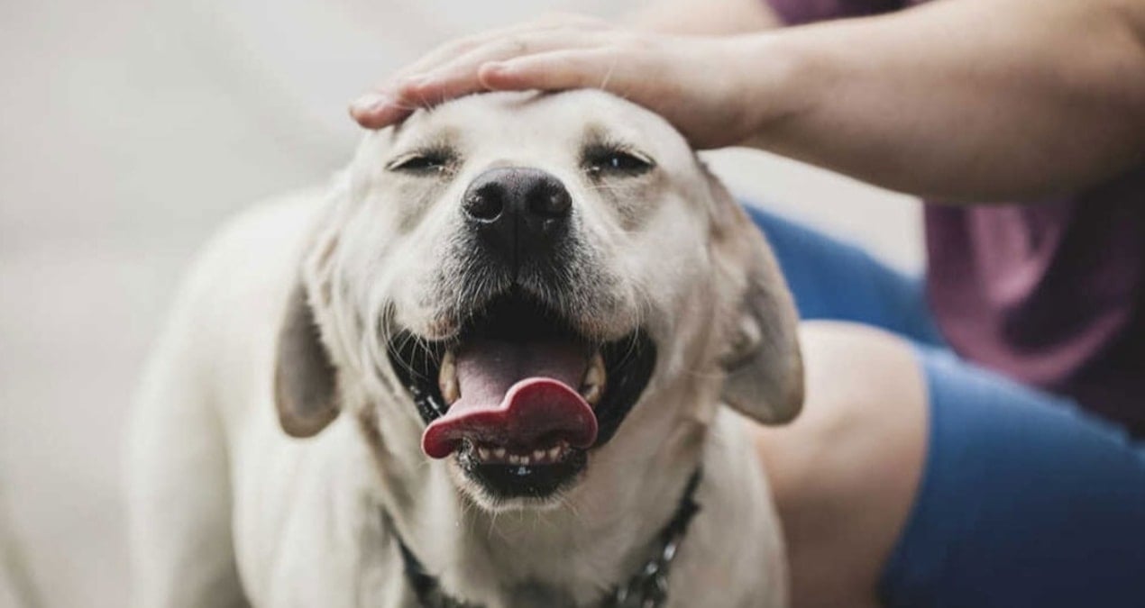 1 ocakta basliyor kopekler icin gunluk vergi uygulanacak xYzhn5iR