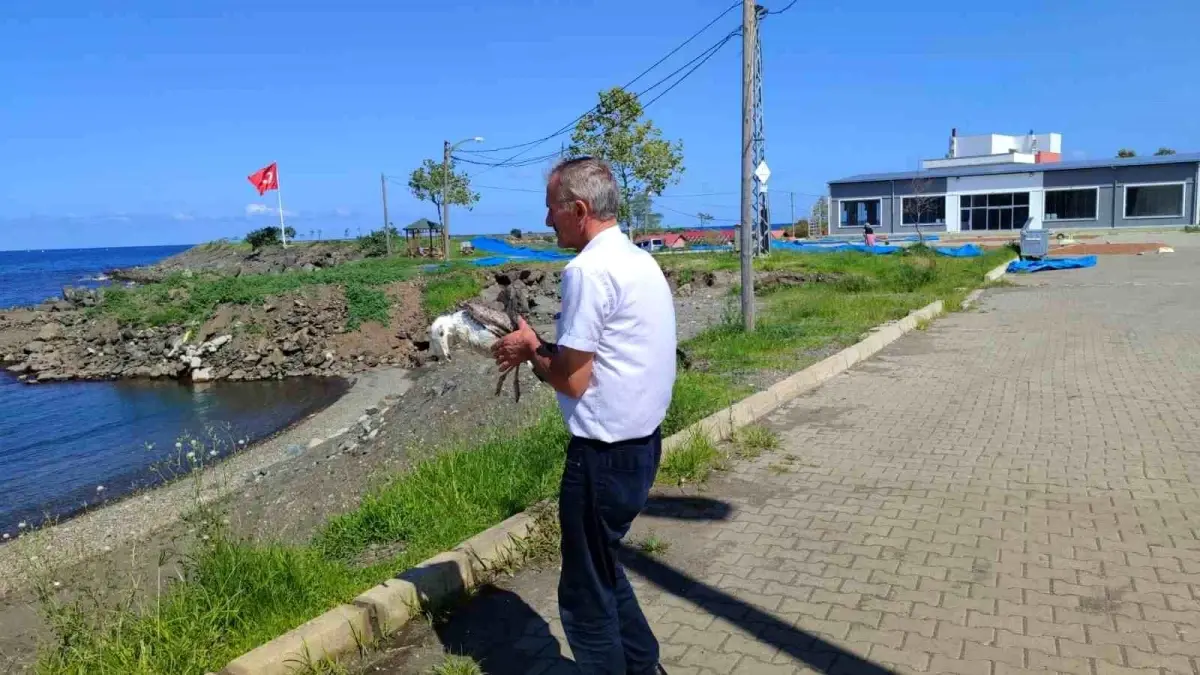 giresunda bir marti kurtarildi XNxDCEnk