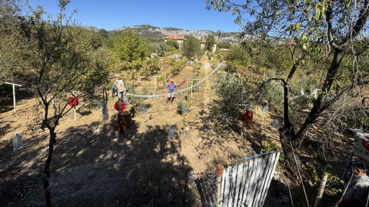 sezon acildi vatandas uretime basladi kilosu 500 liradan satiliyor RcIYMcyF