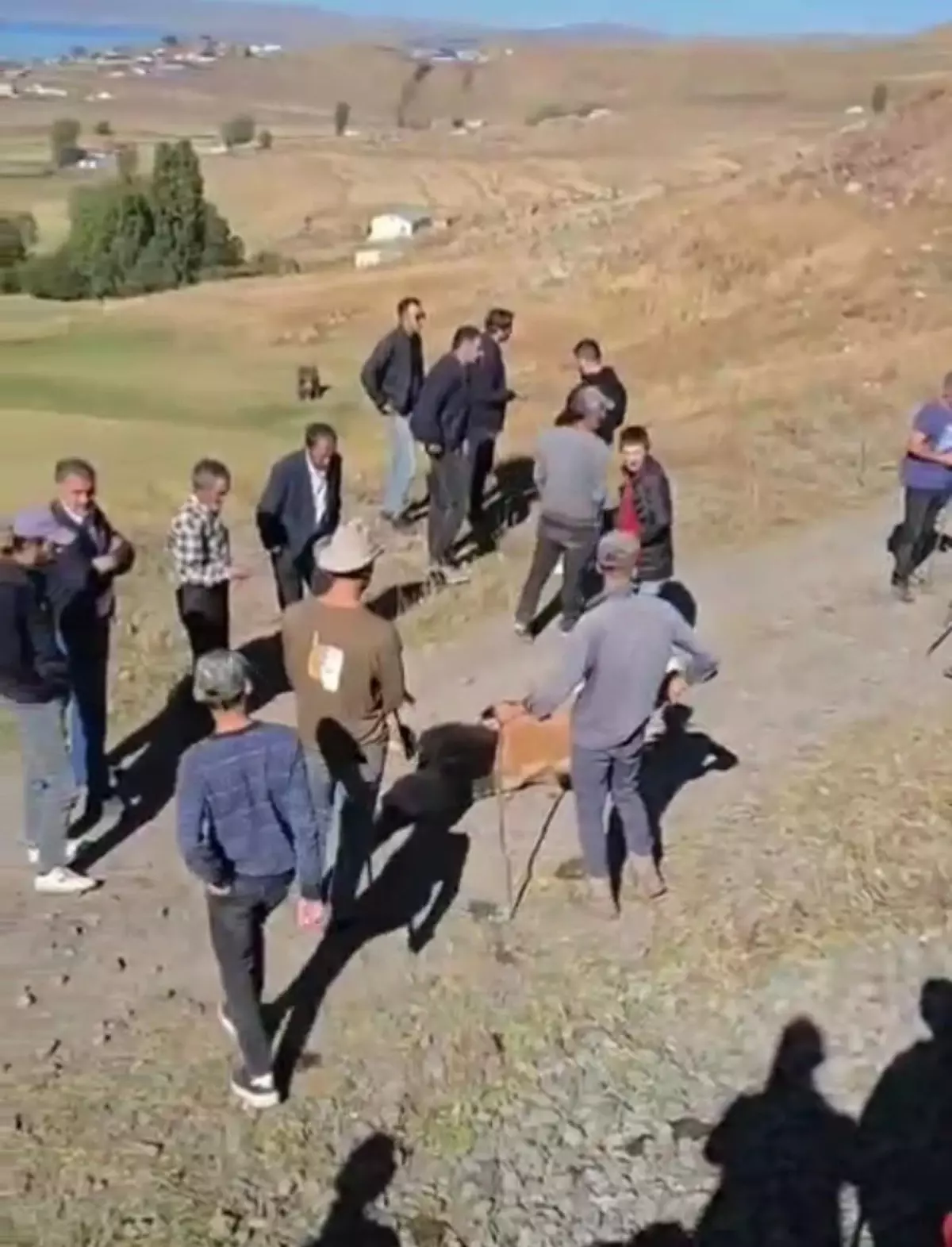 tren inek surusune carpti 5 olu k85hnKvH