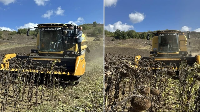 yerli ve milli hibrit aycicegi kocaelinde hasat edildi CEp15TvN