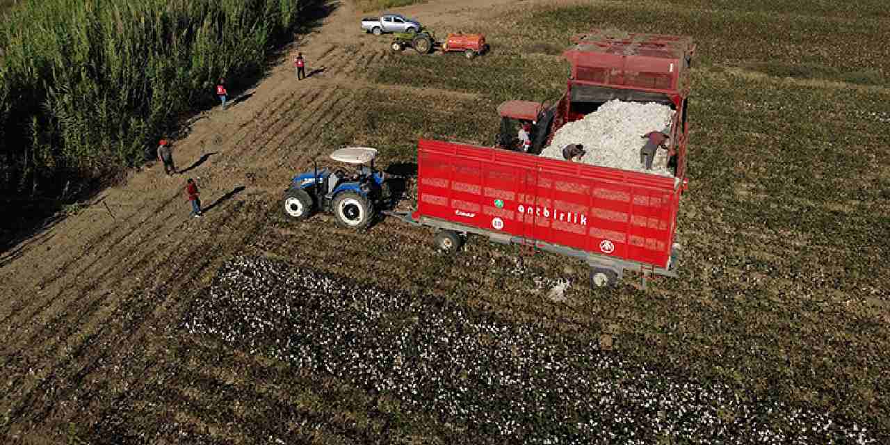 40 bin dekar alanda uretiliyor beyaz altin olarak biliniyor zYnfn3Xj.jpg