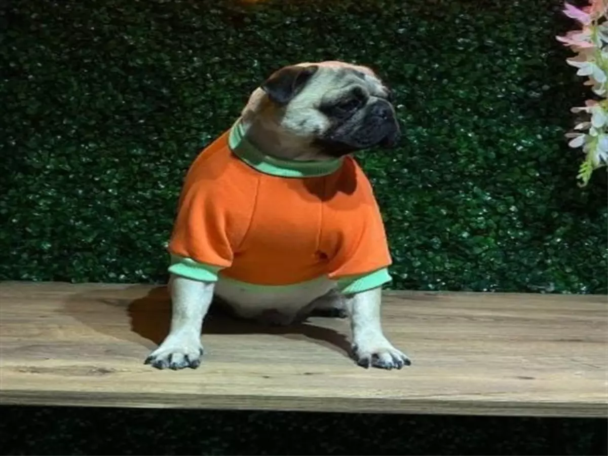 evcil hayvanlari koruma ihtiyaci V9q41VNc