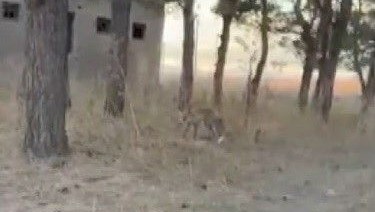 karsta tilkiler yerlesim yerlerinde cirit atiyor Sp8XdI3e