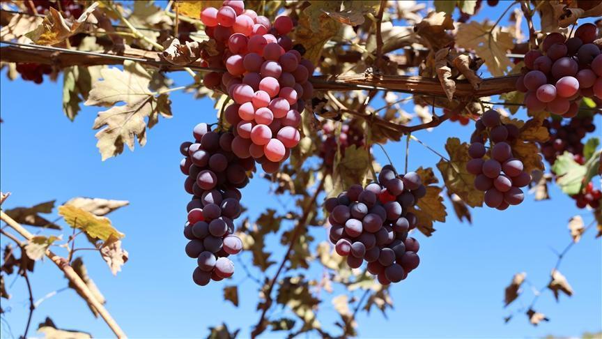 mardinde 120 donum atil arazide modern bagcilik yapiliyor qaHAQDtT.jpg